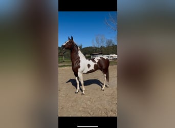 Cruzado, Hengst, 9 Jaar, 145 cm, Gevlekt-paard