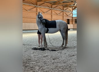Cruzado, Hengst, 9 Jaar, 158 cm, Schimmel