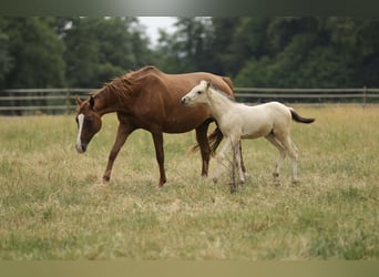 Cruzado, Hengst, Fohlen (04/2026), 158 cm, Buckskin