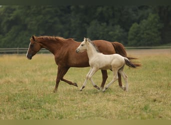 Cruzado, Hengst, Fohlen (04/2026), 158 cm, Buckskin