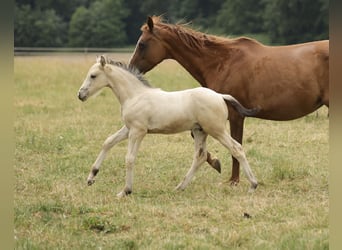 Cruzado, Hengst, Fohlen (04/2026), 158 cm, Buckskin