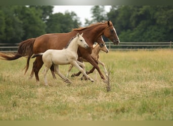Cruzado, Hengst, Fohlen (04/2026), 160 cm, Buckskin