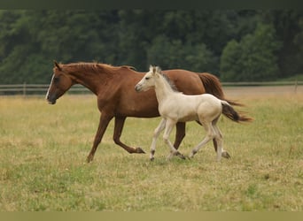 Cruzado, Hengst, Fohlen (04/2026), 160 cm, Buckskin