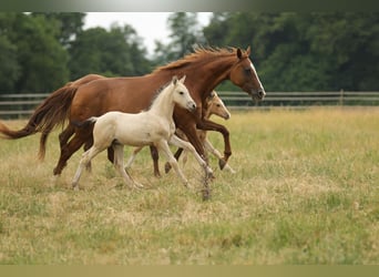 Cruzado, Hengst, Fohlen (04/2026), 160 cm, Buckskin