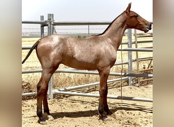 Cruzado, Hengst, Fohlen (03/2025), 168 cm, Roan-Red