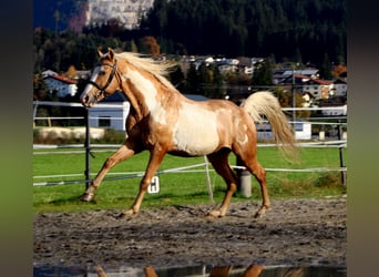 Cruzado, Hongre, 10 Ans, 155 cm, Overo-toutes couleurs