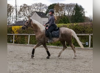 Cruzado, Hongre, 10 Ans, 157 cm, Palomino