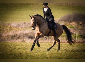 Cruzado, Hongre, 10 Ans, 162 cm