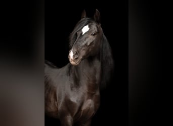 Cruzado, Hongre, 11 Ans, 148 cm, Noir