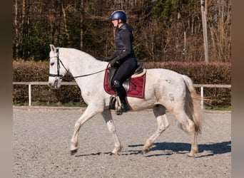 Cruzado, Hongre, 11 Ans, 153 cm