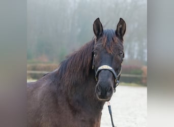 Cruzado, Hongre, 12 Ans, 158 cm, Bai brun