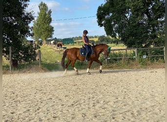 Cruzado Croisé, Hongre, 12 Ans, 160 cm, Alezan