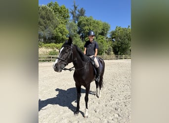Cruzado, Hongre, 13 Ans, 147 cm, Noir