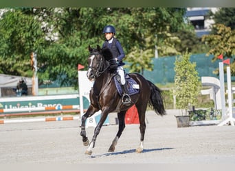 Cruzado, Hongre, 13 Ans, 147 cm, Noir