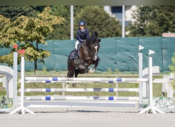 Cruzado, Hongre, 13 Ans, 147 cm, Noir