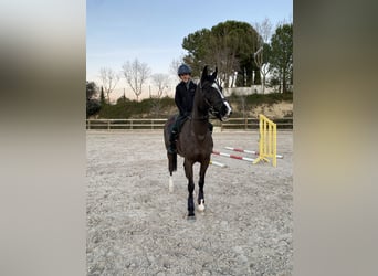 Cruzado, Hongre, 13 Ans, 147 cm, Noir
