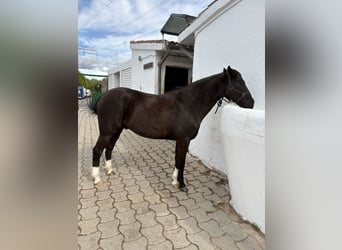 Cruzado, Hongre, 13 Ans, 147 cm, Noir