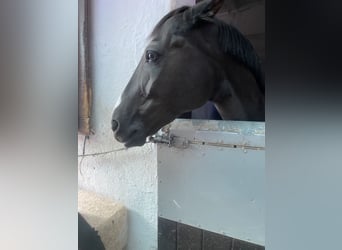 Cruzado, Hongre, 13 Ans, 147 cm, Noir