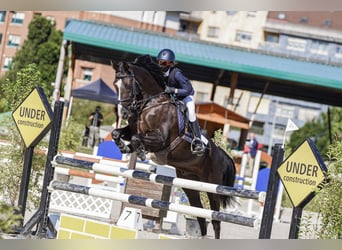 Cruzado, Hongre, 13 Ans, 147 cm, Noir