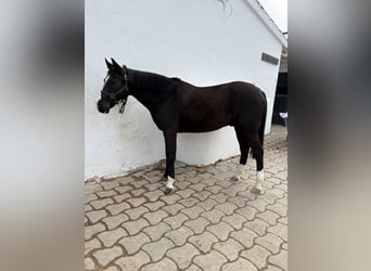 Cruzado, Hongre, 13 Ans, 147 cm, Noir