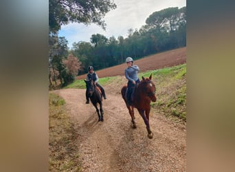 Cruzado, Hongre, 13 Ans, 157 cm, Bai brun