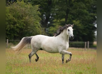 Cruzado, Hongre, 14 Ans, 161 cm, Gris