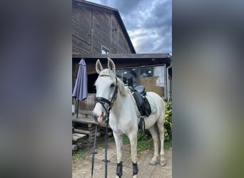 Cruzado, Hongre, 14 Ans, 163 cm, Gris