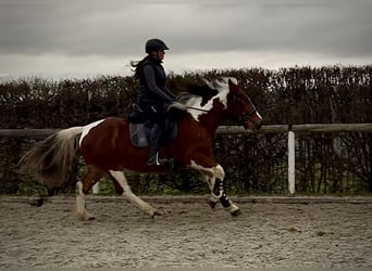 Cruzado, Hongre, 3 Ans, 140 cm, Pinto