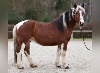Cruzado, Hongre, 3 Ans, 140 cm, Pinto