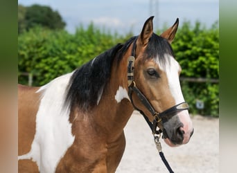 Cruzado, Hongre, 3 Ans, 150 cm, Pinto