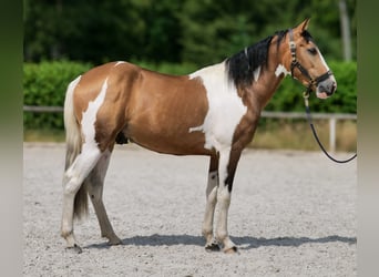 Cruzado, Hongre, 3 Ans, 150 cm, Pinto