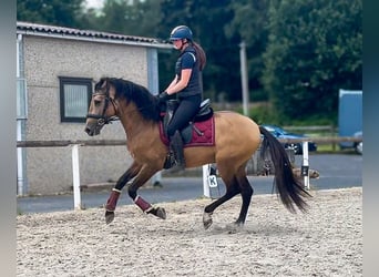 Cruzado, Hongre, 3 Ans, 154 cm, Isabelle