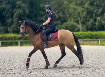 Cruzado, Hongre, 3 Ans, 154 cm, Isabelle