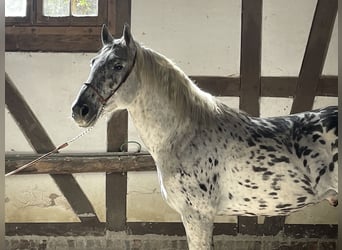 Cruzado, Hongre, 3 Ans, 156 cm, Léopard