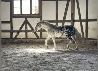 Cruzado, Hongre, 3 Ans, 156 cm, Léopard