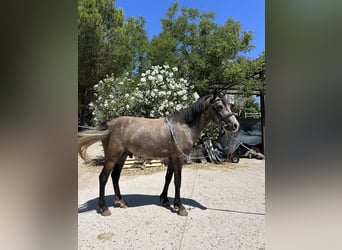 Cruzado, Hongre, 4 Ans, 125 cm, Gris