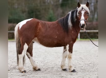 Cruzado, Hongre, 4 Ans, 140 cm, Pinto