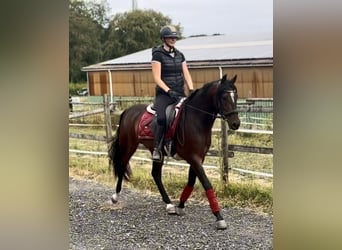 Cruzado, Hongre, 4 Ans, 150 cm, Bai brun