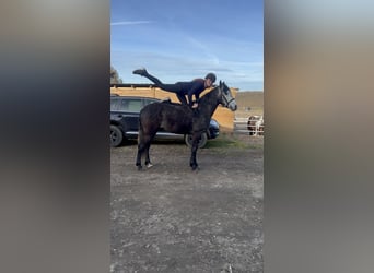 Cruzado Croisé, Hongre, 4 Ans, 152 cm, Peut devenir gris