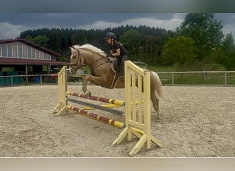 Cruzado, Hongre, 4 Ans, 153 cm, Palomino