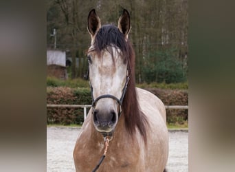 Cruzado, Hongre, 4 Ans, 158 cm, Gris (bai-dun)