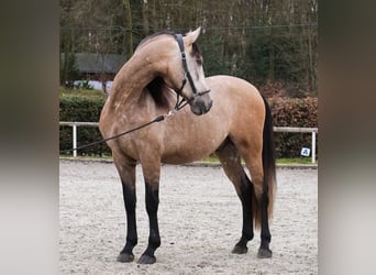 Cruzado, Hongre, 4 Ans, 158 cm, Gris (bai-dun)