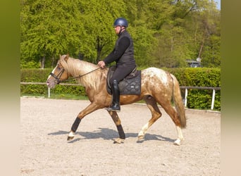 Cruzado, Hongre, 4 Ans, 158 cm, Léopard