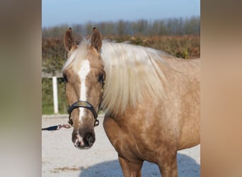 Cruzado, Hongre, 4 Ans, 160 cm, Palomino