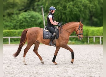Cruzado, Hongre, 4 Ans, 163 cm, Alezan brûlé