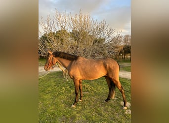 Cruzado, Hongre, 4 Ans