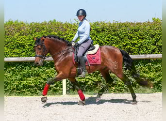 Cruzado, Hongre, 5 Ans, 150 cm, Bai