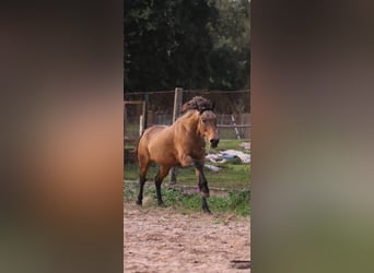 Cruzado, Hongre, 5 Ans, 150 cm, Buckskin