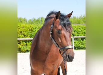 Cruzado, Hongre, 5 Ans, 150 cm