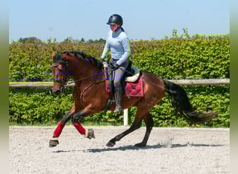Cruzado, Hongre, 5 Ans, 150 cm
